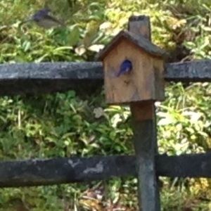 Meet your Posher, Debbie